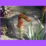 Flowering Cactus.jpg